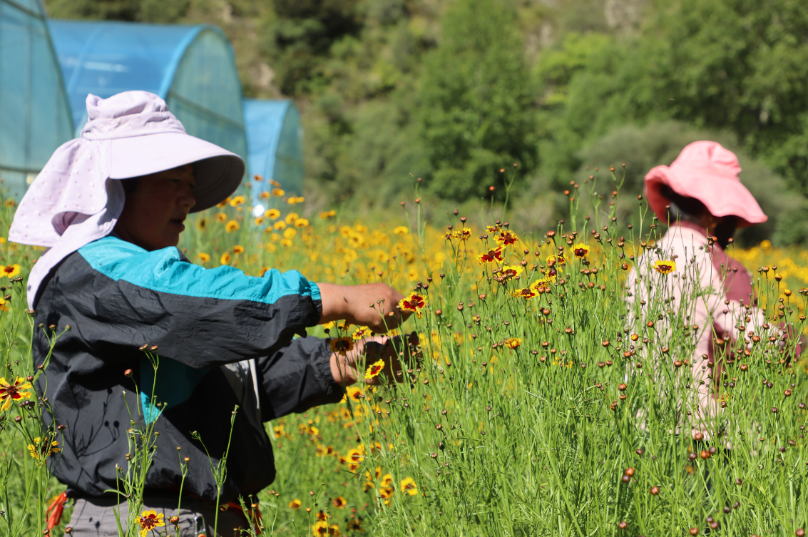 支持?jǐn)U大雪菊種植300畝、藜麥200畝，助力當(dāng)?shù)厝罕娫鍪? class=